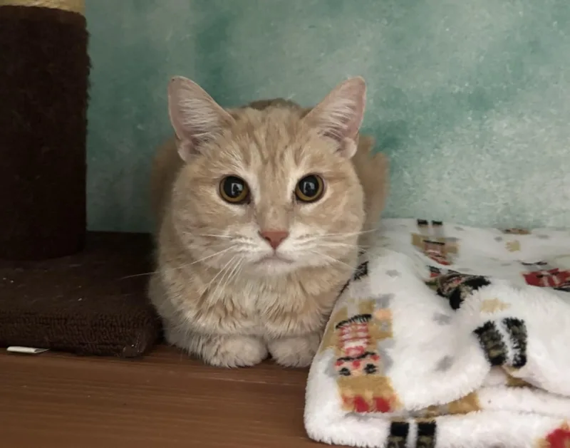 A senior large-sized female Domestic Short Hair cat named Peaches & Cream for adoption in Altoona, PA