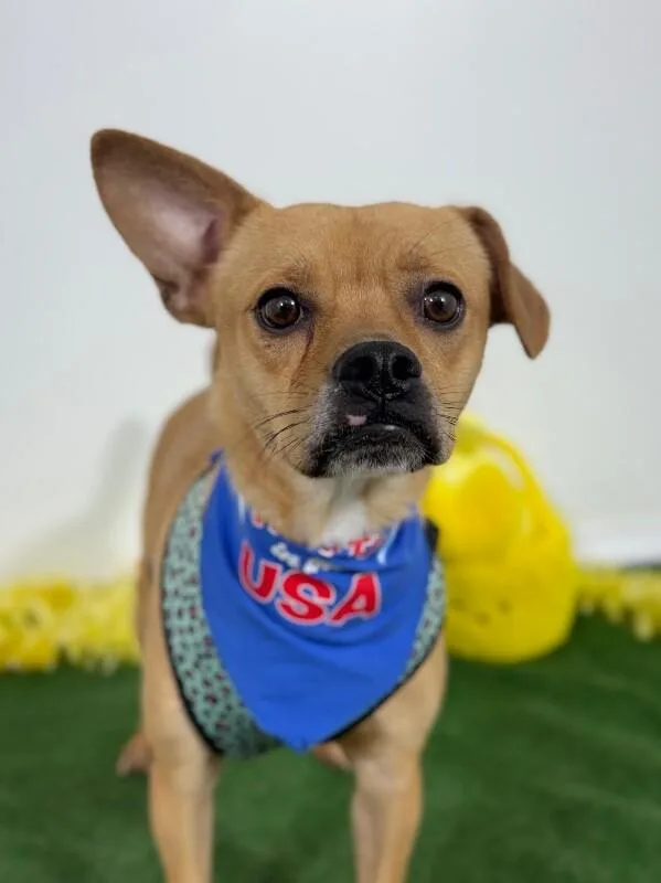 A young small-sized male Brown / Chocolate Pug dog named Toto for adoption in Carlsbad, CA