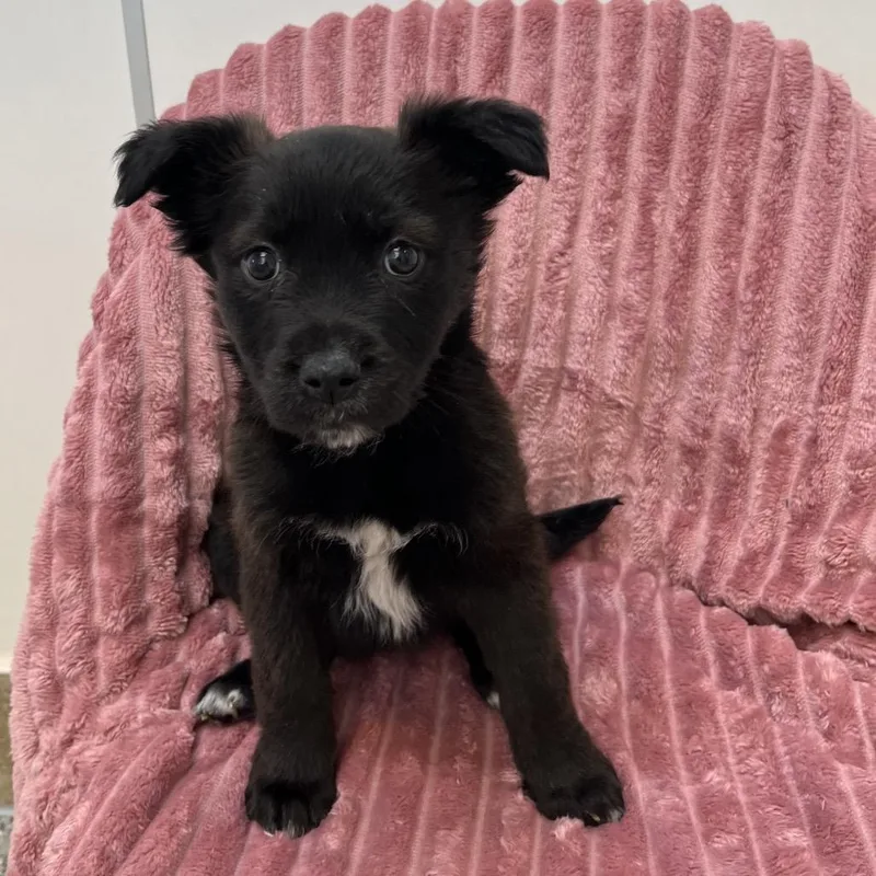 Campbell thumbnail 2