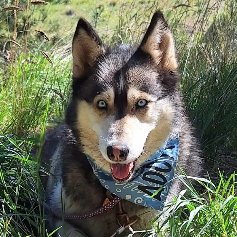 Heidi