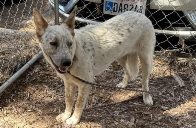 A young small-sized male Australian Cattle Dog / Blue Heeler dog named Big Boy for adoption in Los Angeles, CA