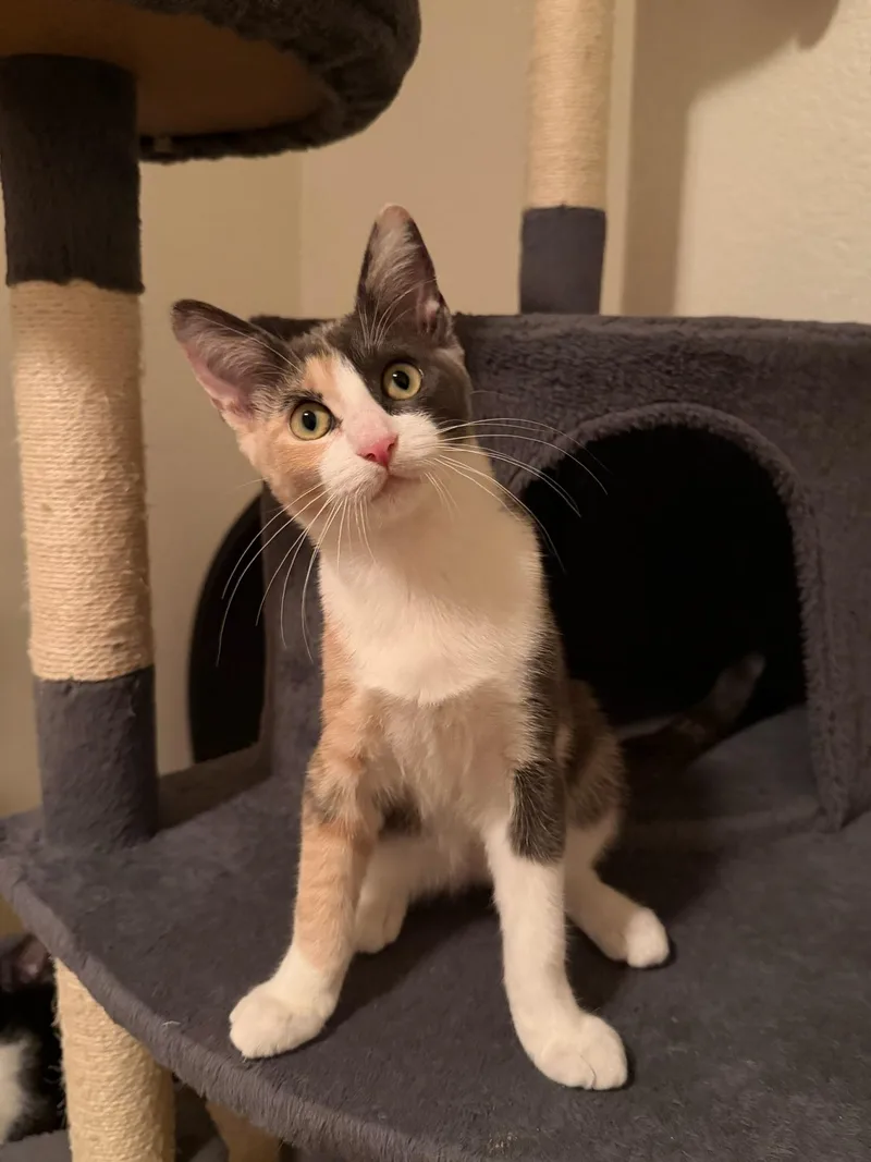 A baby medium-sized female Dilute Calico Domestic Short Hair cat named Maitake for adoption in Davis, CA