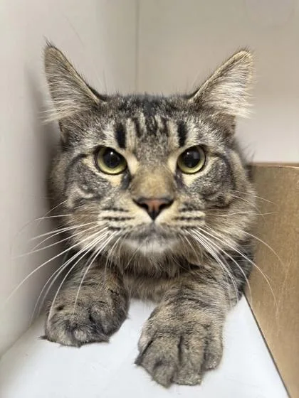 An adult large-sized male Domestic Medium Hair cat named Pop for adoption in West Chester, PA