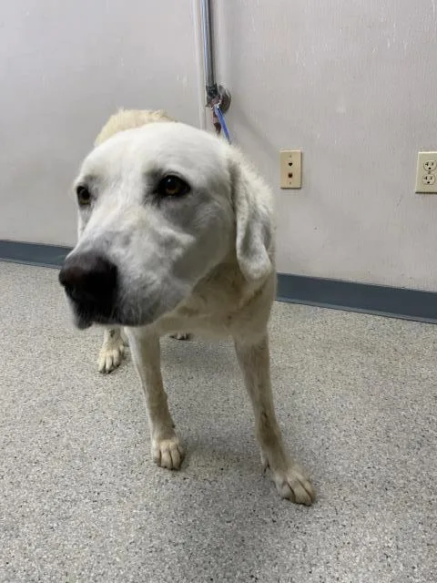 An adult large-sized female Great Pyrenees dog named Angel for adoption in Visalia, CA