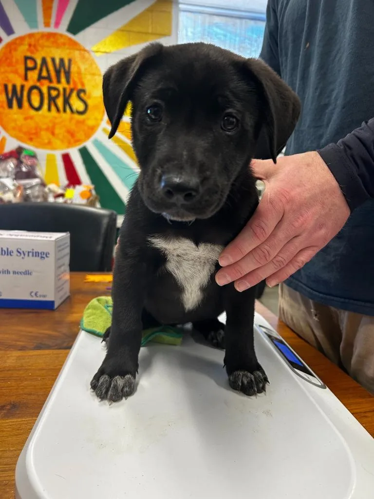 A baby small-sized female Mixed Breed dog named Pam for adoption in Thousand Oaks, CA