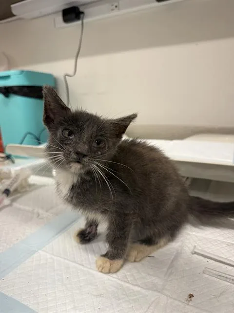 A baby small-sized female Domestic Short Hair cat named Cardi for adoption in Baytown, TX