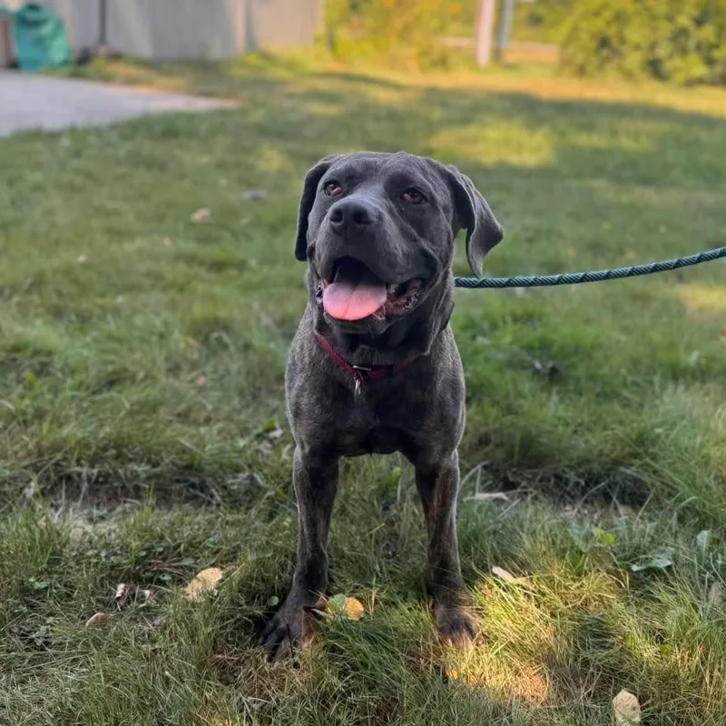 A baby large-sized female Cane Corso dog named Mabel for adoption in Muskegon, MI