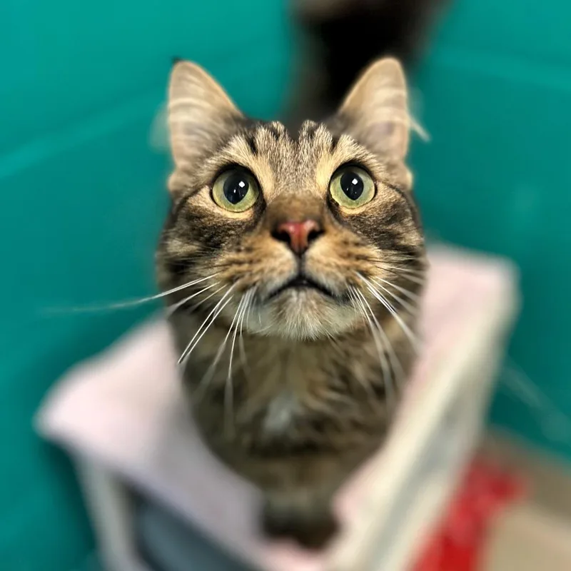 An adult medium-sized male Brown / Chocolate Domestic Medium Hair cat named Floki for adoption in Fredericksburg, VA