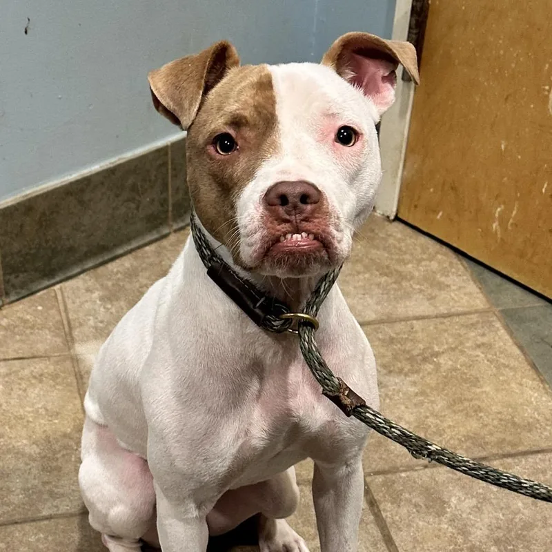 A young medium-sized female White / Cream Mixed Breed dog named Strawberry Shortcake for adoption in Chattanooga, TN