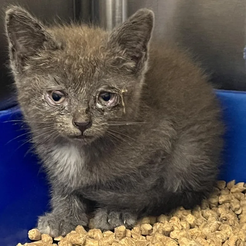 A baby small-sized female Gray / Blue / Silver Domestic Short Hair cat named NCMCStray for adoption in Mount Gilead, NC