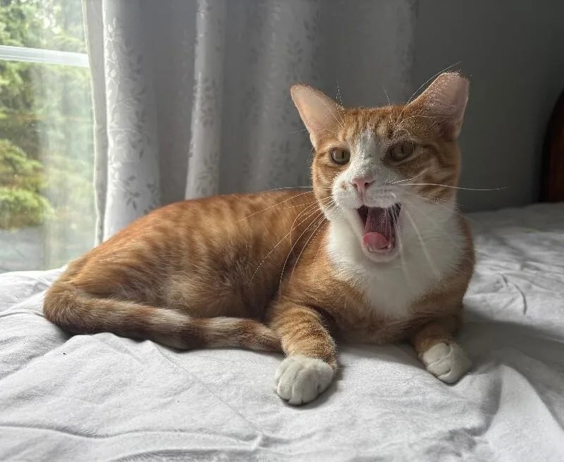 An adult medium-sized male Orange & White Domestic Short Hair cat named Noodle for adoption in Colmar, PA