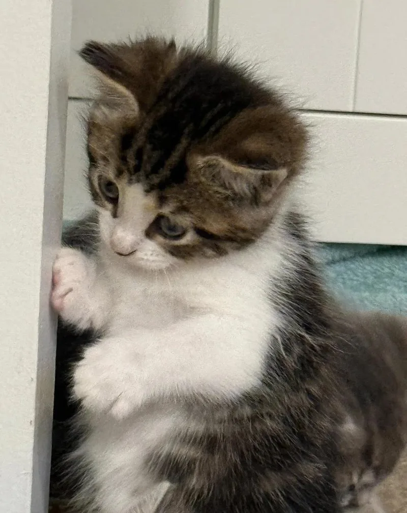A baby medium-sized female Tabby (Buff / Tan / Fawn) Domestic Short Hair cat named Roxy for adoption in Davison, MI