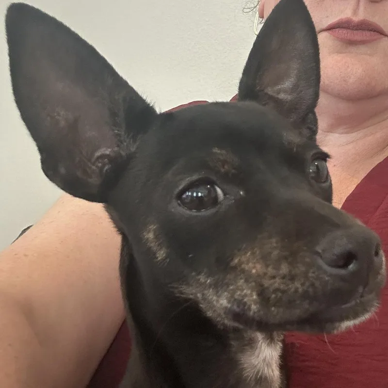 A baby small-sized female Rat Terrier dog named Sassy AE for adoption in Austin, TX