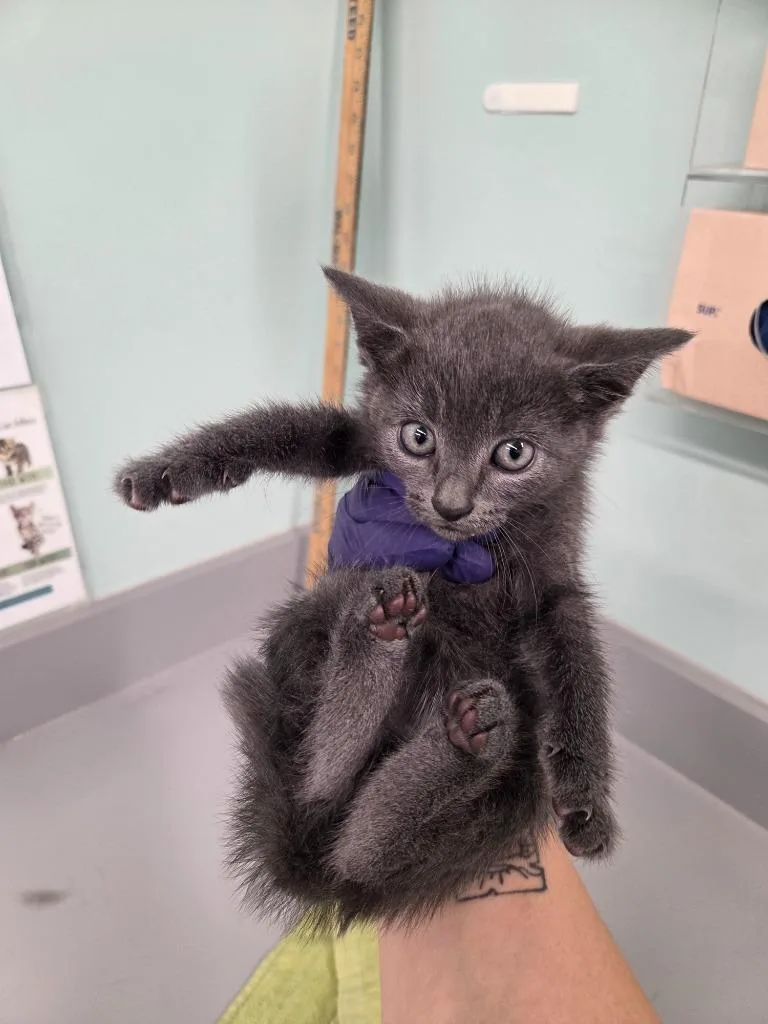 A baby medium-sized female Domestic Short Hair cat named Faye for adoption in Athens, TN