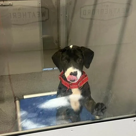 A baby medium-sized male Black Labrador Retriever dog named Winston for adoption in Weatherford, TX