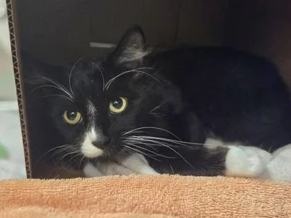A young medium-sized male Domestic Long Hair cat named Harry for adoption in Westland, MI