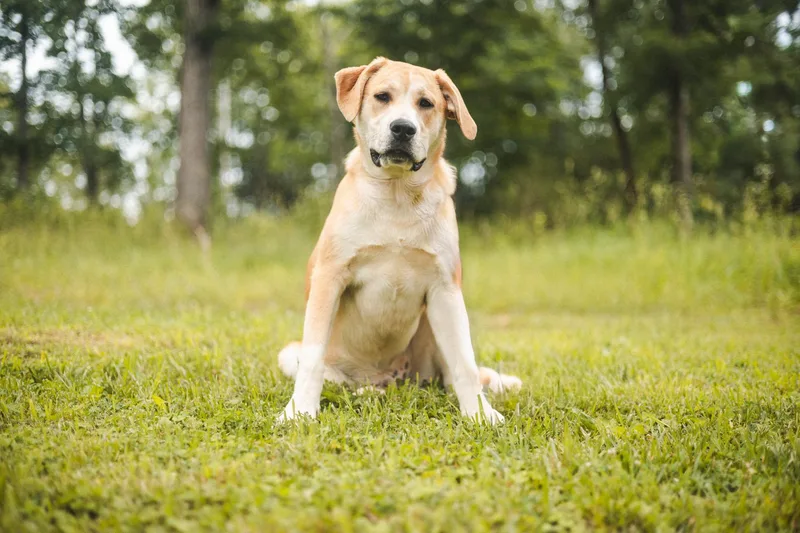 A baby large-sized male Yellow / Tan / Blond / Fawn Great Pyrenees dog named Brooks Transport for adoption in Gradyville, KY