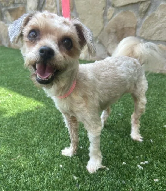 A young small-sized female Shih Tzu dog named Bean Bean for adoption in Dallas, TX