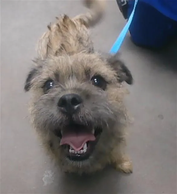 A young small-sized male Border Terrier dog named Pinto for adoption in Phoenix, AZ
