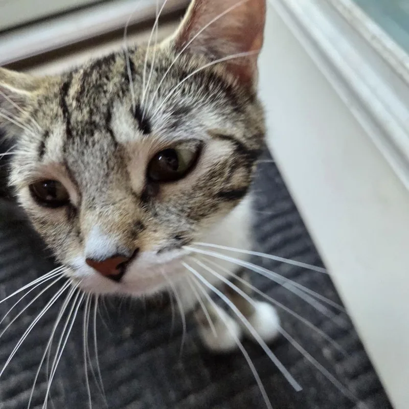 A young medium-sized female Brown / Chocolate Domestic Short Hair cat named Betty Davis for adoption in Skokie, IL