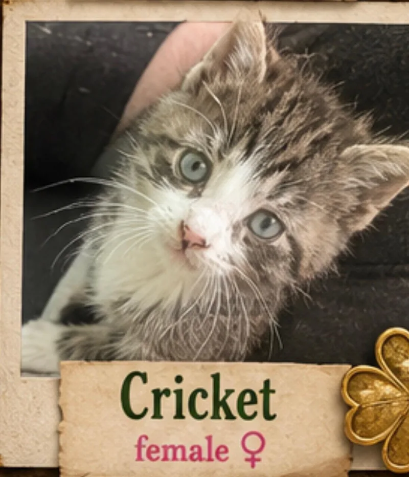 A baby medium-sized female Tabby (Gray / Blue / Silver) Domestic Short Hair cat named Cricket for adoption in Mansfield, TX