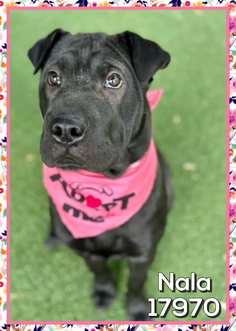 Nala thumbnail 2