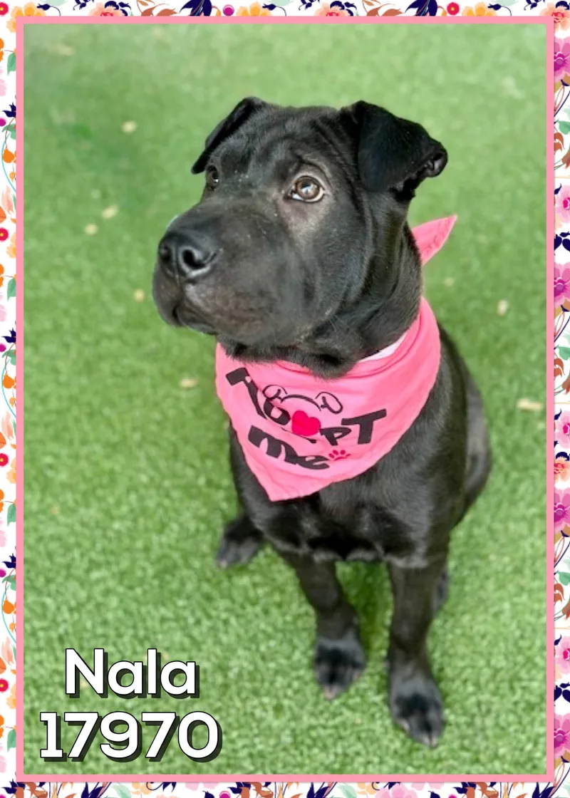Nala thumbnail 3