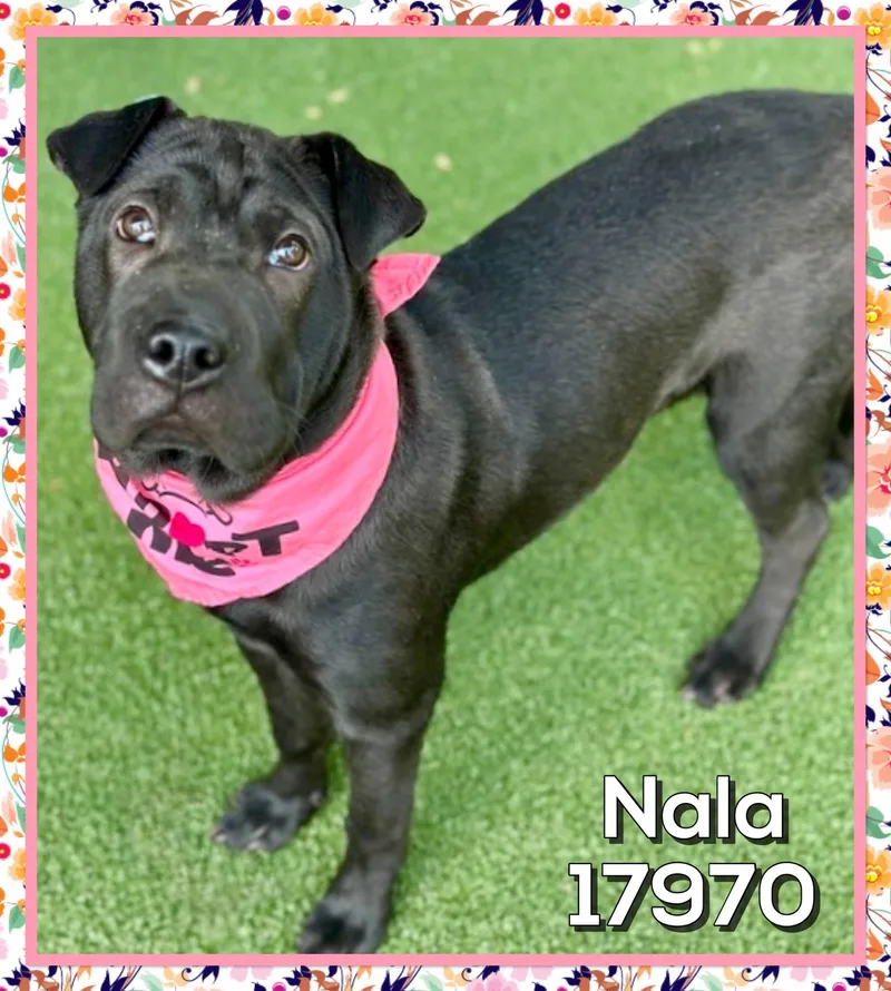 Nala thumbnail 4