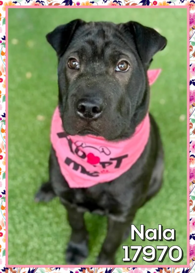 Nala thumbnail 6