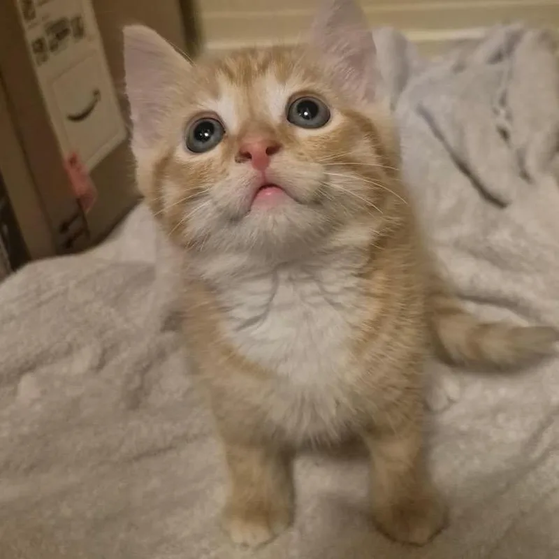 A baby small-sized male Orange / Red Domestic Short Hair cat named Percy for adoption in Washington, DC