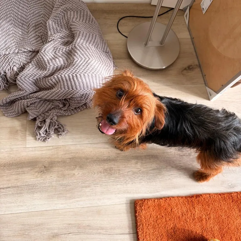 Cody Maverick thumbnail 3