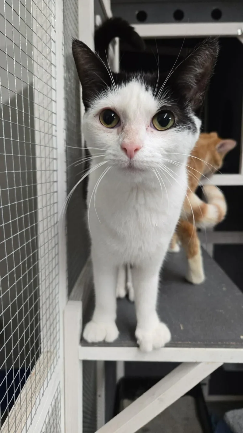 A young medium-sized female Black & White / Tuxedo Domestic Short Hair cat named Jellybean for adoption in Hartville, OH