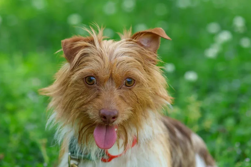 Jack Scruffles thumbnail 2