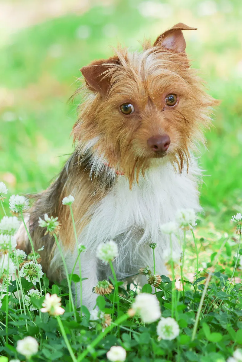 Jack Scruffles thumbnail 3