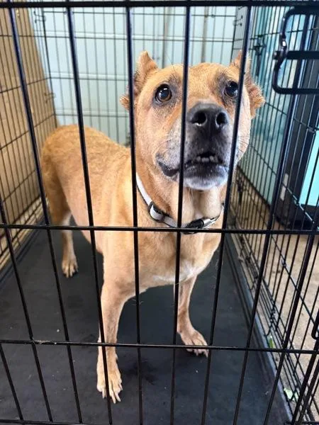A senior medium-sized female Mixed Breed dog named Tessa for adoption in Mobile, AL