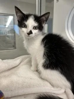 A baby medium-sized female White Domestic Short Hair cat named Ginger for adoption in Manassas, VA