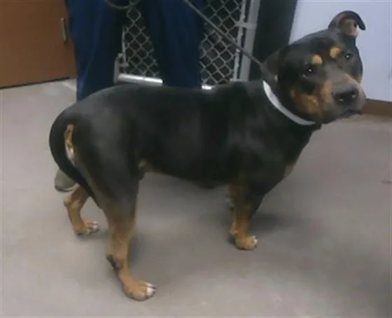 An adult large-sized male Rottweiler dog named Chili for adoption in Phoenix, AZ