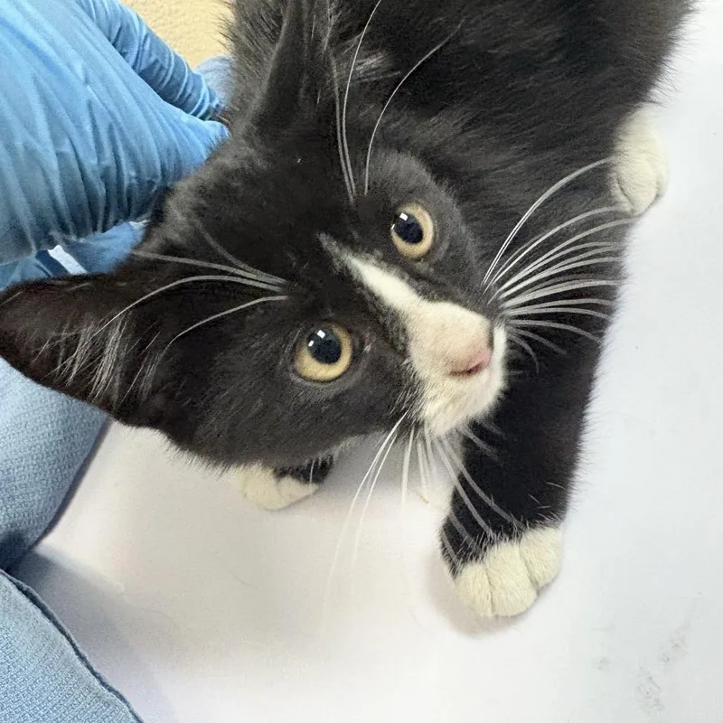 A baby small-sized male Domestic Short Hair cat named Nasturtium for adoption in Tacoma, WA