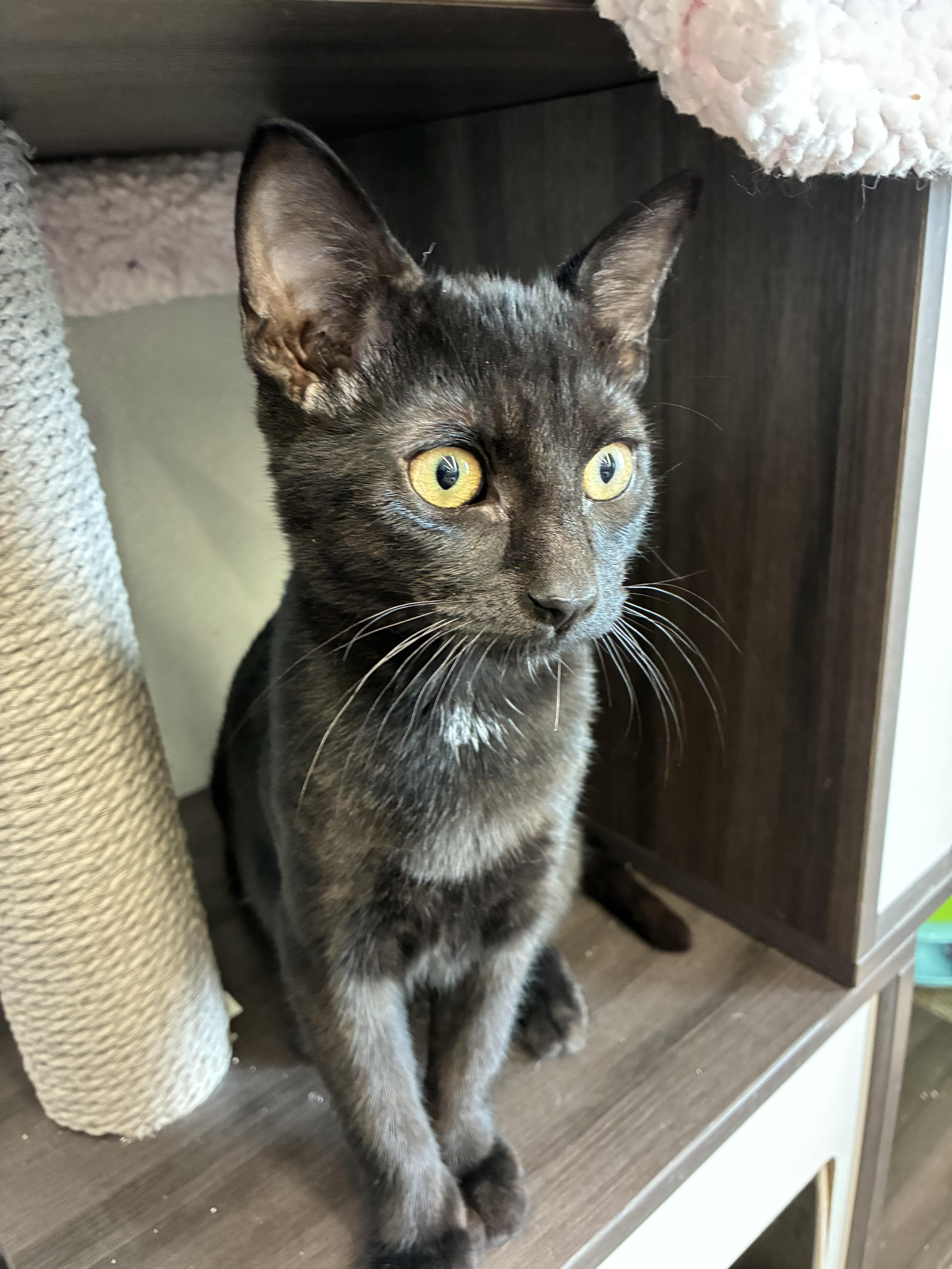 A baby medium-sized male Black Domestic Short Hair cat named Ryder for adoption in Omaha, NE