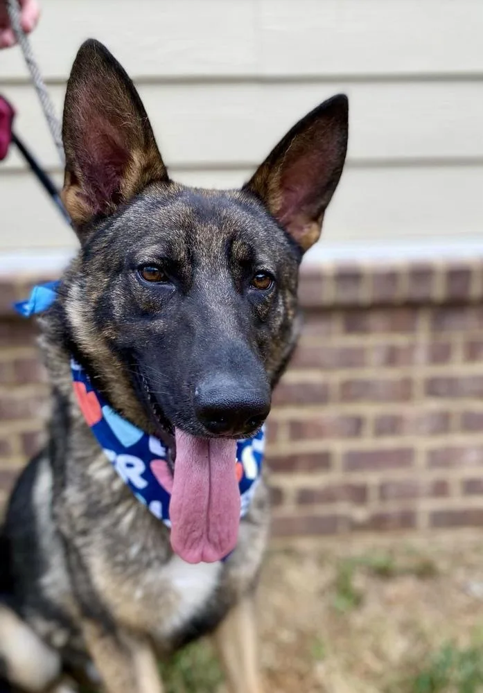 A young large-sized male Tricolor (Brown, Black, & White) German Shepherd Dog dog named Spencer for adoption in Dickson, TN
