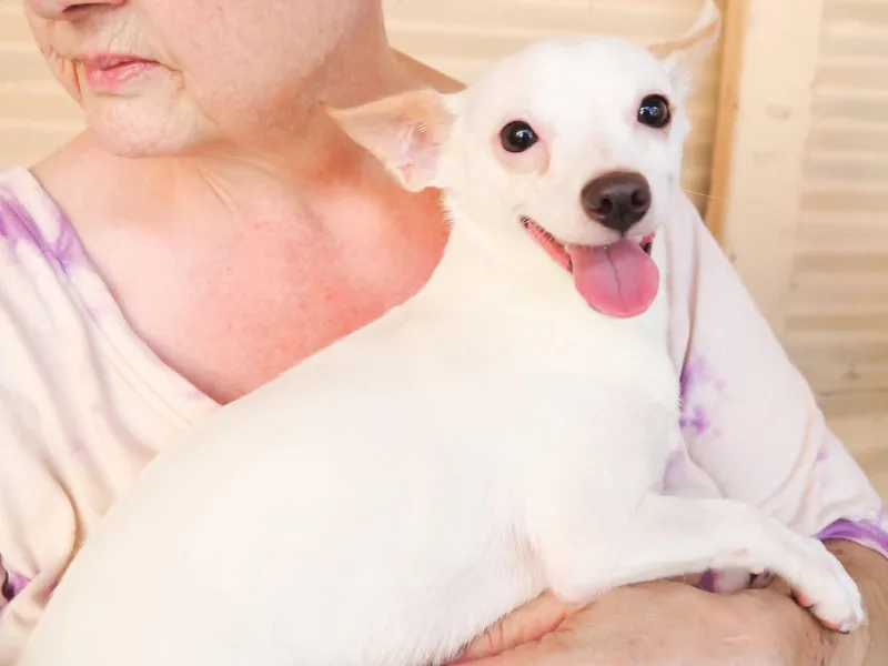 A young small-sized male White / Cream Chihuahua dog named Papi for adoption in PHOENIX, AZ