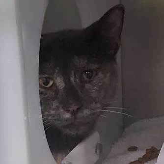 An adult medium-sized female Gray / Blue / Silver Domestic Short Hair cat named Naima for adoption in Rapid City, SD