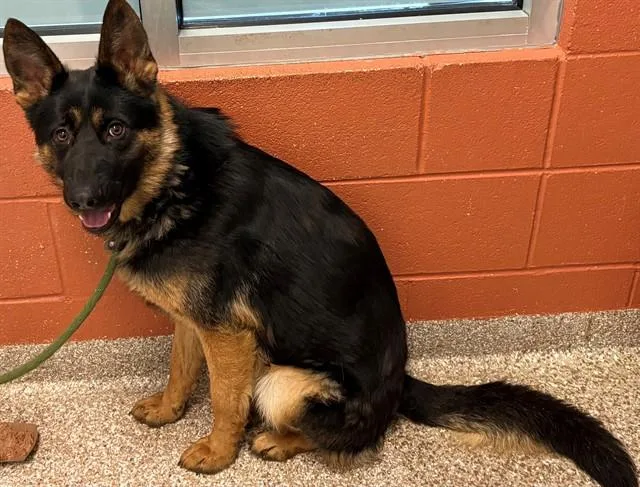 Loki