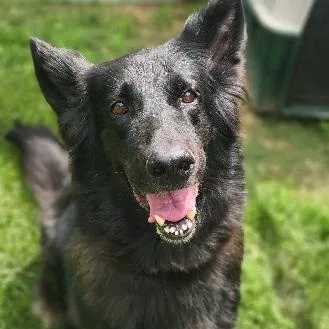 An adult large-sized female Black Shepherd dog named Diamond for adoption in Stanley, VA