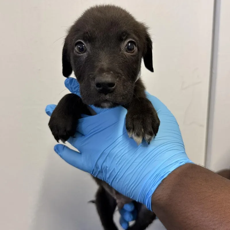 A baby small-sized male Black Pointer dog named Randy for adoption in Hattiesburg, MS