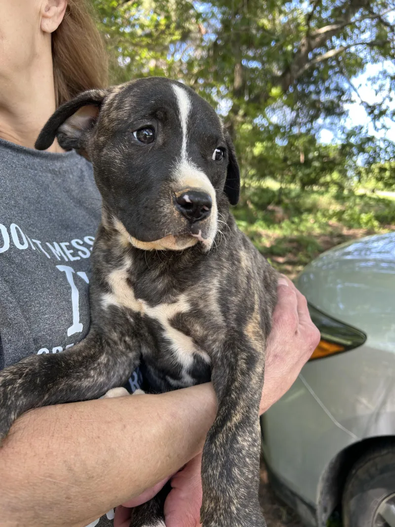 A baby large-sized male Brindle American Staffordshire Terrier dog named Heston for adoption in Texarkana, TX
