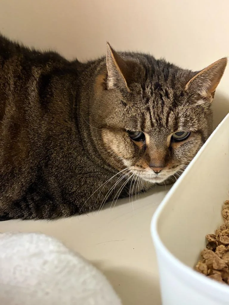 A senior medium-sized female Domestic Short Hair cat named Myla for adoption in Windsor, CT