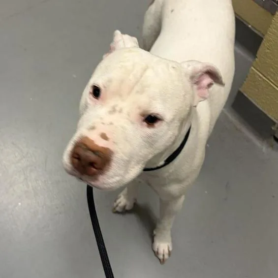 An adult medium-sized female White / Cream Mixed Breed dog named Luna for adoption in Asheville, NC