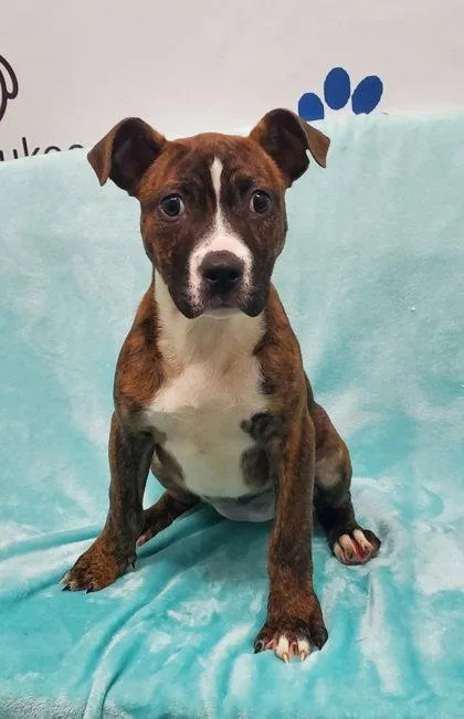 A baby medium-sized female Pit Bull Terrier dog named Corky for adoption in Lake City, MI