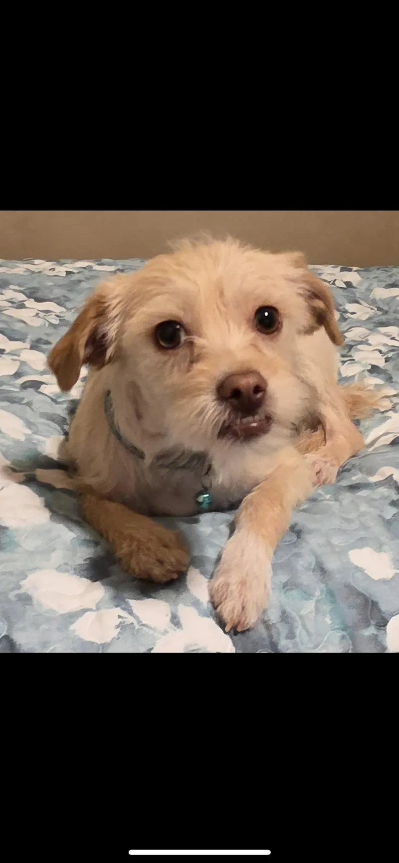 A young small-sized female Apricot / Beige Maltese dog named Gibs for adoption in Hamden, CT